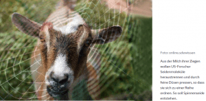 spinnenseide-artikel