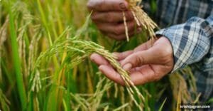 genomeditierter-Reis